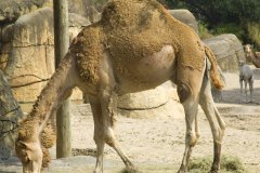 جمل camel