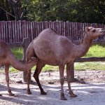 جمل camel