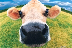 بقره Cow