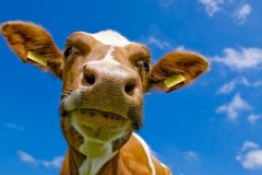 بقره Cow