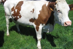 بقره Cow