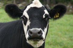 بقره Cow