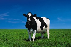 بقره Cow