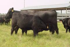 بقره Cow