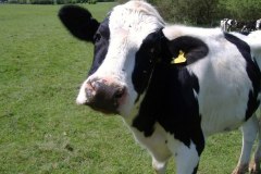 بقره Cow