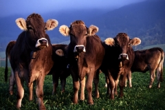 بقره Cow