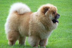 كلب dog