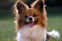 كلب dog
