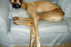 كلب dog