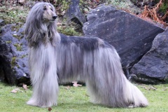 كلب dog