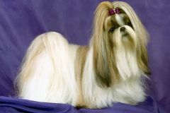 كلب dog