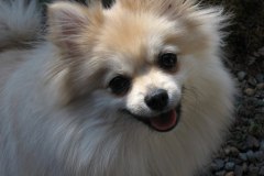 كلب dog