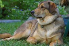 كلب dog