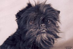 كلب dog