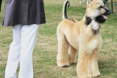 كلب dog