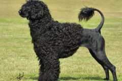 كلب dog