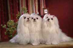 كلب dog