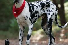 كلب dog