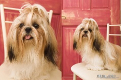 كلب dog