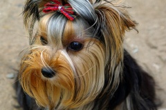 كلب dog