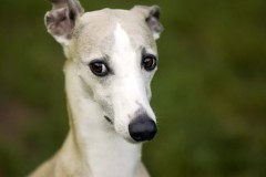 كلب dog
