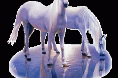 خيول horses5