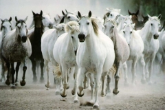 خيول horses13