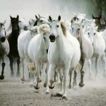 خيول horses13