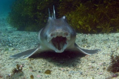 A Port Jackson shark (Heterodontus portusjacksoni) shows off its dentition. Fairy Bower, Manly, NSW