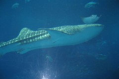 Whale shark