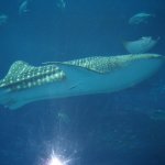 Whale shark