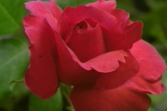 ورود وأزهار