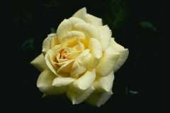 ورود وأزهار