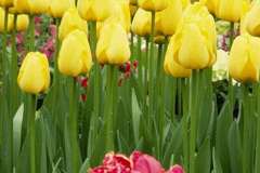 ورود وأزهار