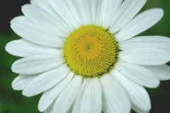 ورود وأزهار