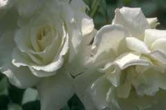 ورود وأزهار