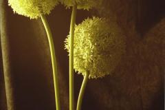 زين الدين زيدان