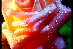 ورود وزهور1