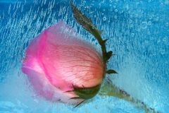 ورود وزهور1