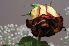 ورود وزهور1