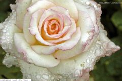 ورود وزهور1