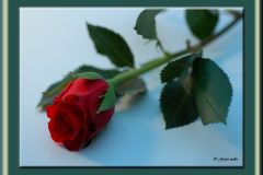 ورود وزهور1