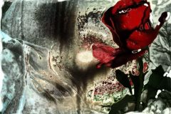 ورود وزهور1