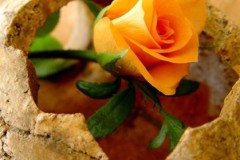 ورود وزهور1