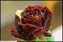 ورود وزهور1