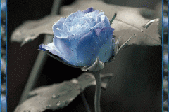 ورود وزهور1