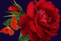 ورود وزهور1