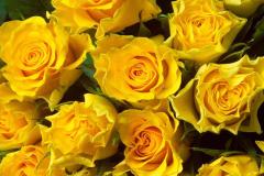 ورود وزهور1