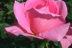 ورود وزهور1