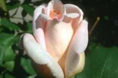 ورود وزهور2